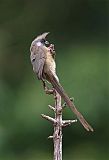 Speckled Mousebirdborder=